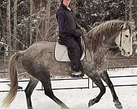 playday-lusitano-horse