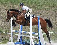 athletic-warmblood-horse