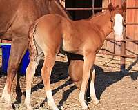 clabber-lady-oil-quarter-horse