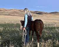 freckles-boon-quarter-horse