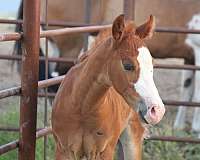 high-brow-hickory-quarter-horse