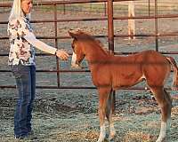 cutting-quarter-horse