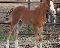 cutting-prospect-quarter-horse