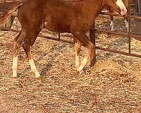 double-registered-quarter-horse