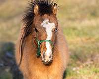 beautiful-color-pony