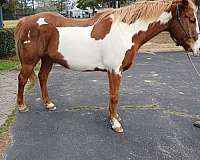 quarter-horse-gelding