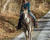 aqha-quarter-horse