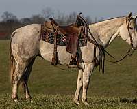 available-quarter-horse