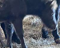 6-hand-appaloosa-horse