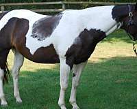 apha-mare-paint-horse