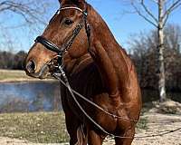 athletic-thoroughbred-horse