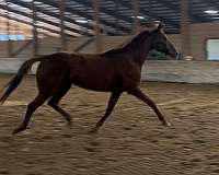 all-thoroughbred-horse