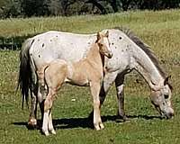 breeding-double-dilute-quarter-horse