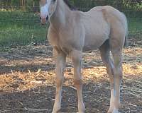 breedings-horse