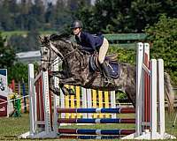 all-around-percheron-horse