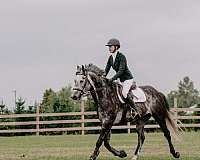 athletic-percheron-horse