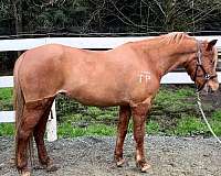 chestnut-mare-for-sale