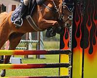 chestnut-welsh-pony-mare