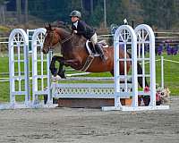 all-around-school-gypsy-vanner-horse