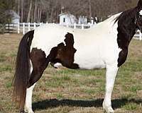 black-tobiano-horse