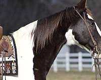 tobiano-horse