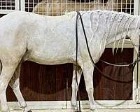 all-around-welsh-pony