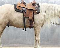 palomino-welsh-pony-gelding