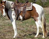 tobiano-horse