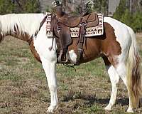 chestnut-tobiano-horse