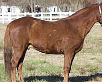 gaited-horses-for-sale-tennessee-walking