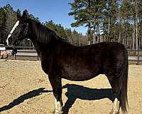 back-dutch-warmblood-horse