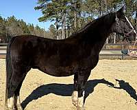 backs-dutch-warmblood-horse