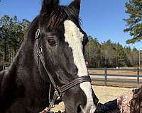 circles-dutch-warmblood-horse