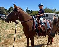 chestnut-liver-chestnut-trakehner-mare