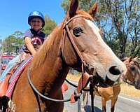 chestnut-liver-chestnut-holsteiner-mare