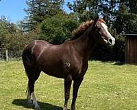 chestnut-liver-chestnut-warmblood-mare