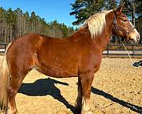 day-belgian-horse