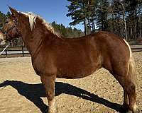 great-manners-belgian-horse