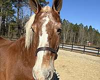 guarantee-belgian-horse