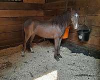 miniature-gelding