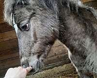 bloodline-miniature-horse