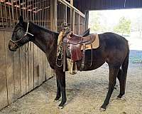 all-around-thoroughbred-horse