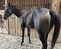 endurance-thoroughbred-horse