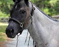 blue-roan-aqha-gelding