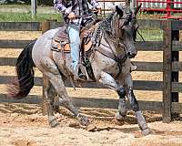 blue-roan-aqha-horse