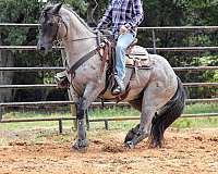 blue-roan-gelding-for-sale