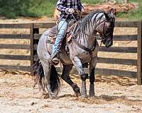 aqha-gelding