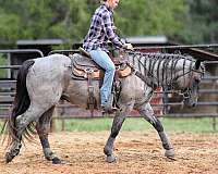 14-hand-quarter-horse-gelding