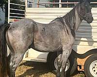 blue-roan-quarter-horse-for-sale