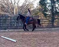 blue-roan-aqha-horse